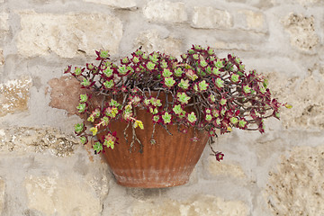 Image showing Flower pot with succulent plant on antique brick wall.