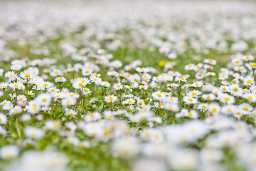 Image showing Chamomile flowers spring field background.