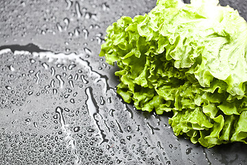 Image showing Green organic lettuce salad with water drops closeup on black ba