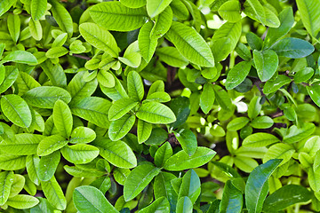 Image showing Green leaves pattern background.