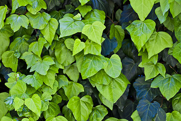 Image showing Green leaves pattern background.