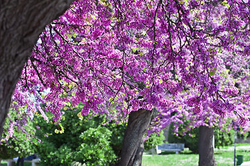 Image showing Branches with fresh pink flowers in the morning sunlight. Spring