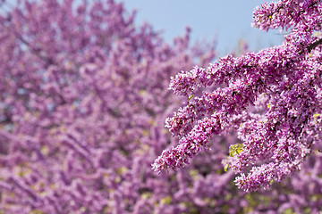 Image showing Branches with fresh pink flowers in the morning sunlight against