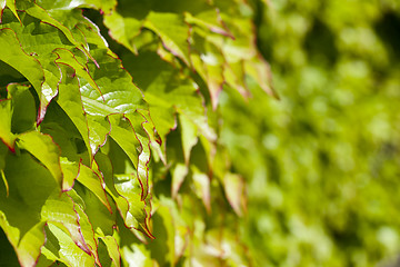 Image showing Green leaves pattern background.