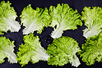 Image showing Green organic lettuce salad leaves on wet black background.
