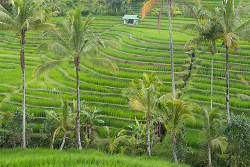 Image showing Jatiluwih rice terraces and plantation in Bali, Indonesia, with palm trees and paths.