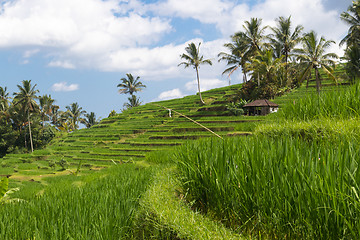 Image showing Jatiluwih rice terraces and plantation in Bali, Indonesia, with palm trees and paths.