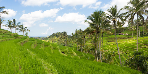 Image showing Jatiluwih rice terraces and plantation in Bali, Indonesia, with palm trees and paths.