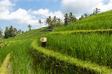 Image showing Female farmer wearing traditional asian paddy hat working in beautiful Jatiluwih rice terrace plantations on Bali, Indonesia, south east Asia