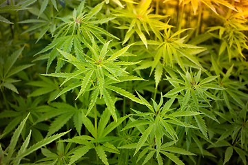 Image showing Cannabis plantation