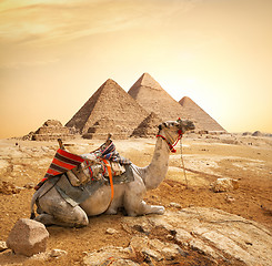 Image showing Camel and Pyramids