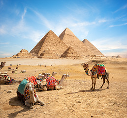 Image showing Camels and Pyramids