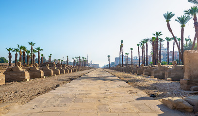 Image showing Temple Luxor sphinxes