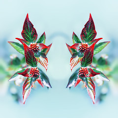 Image showing Fresh Floral Mirror Pattern From Red Leaves Against Light Blue