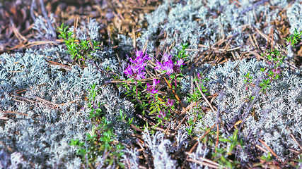 Image showing Flowering Breckland Wild Thyme Close-up Among Lichen