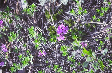 Image showing Flowering Breckland Wild Thyme Growing In The Forest Floor