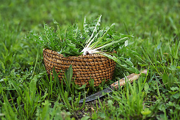 Image showing Dandelion