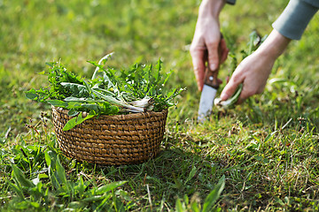 Image showing Dandelion