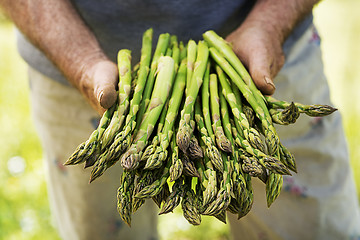 Image showing Asparagus