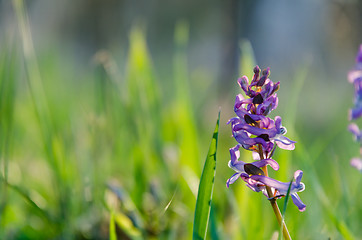 Image showing Beautiful purple early springtime flower in green grass