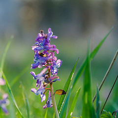 Image showing Beautiful early springtime flower