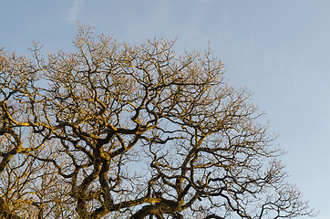 Image showing Wide bare oak tree top