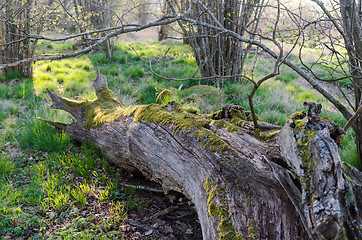 Image showing Old moss covered tree trunk