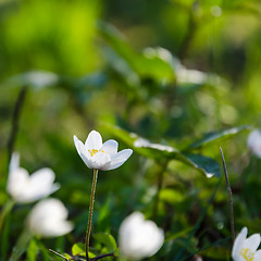 Image showing Beautiful wood anemone on a forest ground