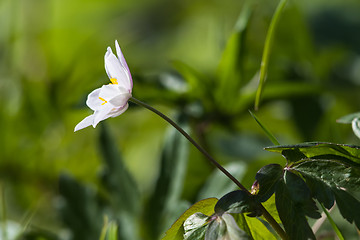 Image showing Blossom wood anemone closeup