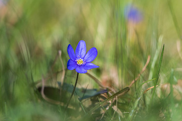 Image showing Blue Anemone closeup