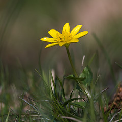 Image showing Beautiful Pilewort closeup