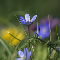 Image showing Colorful blue Anemone closeup