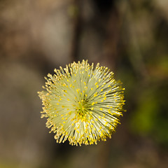 Image showing Blossom willow catkin closeup