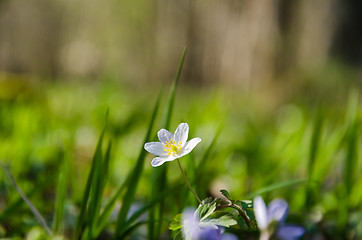 Image showing Beautiful blossom wood anemone