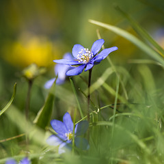 Image showing Beautiful blue Anemone closeup