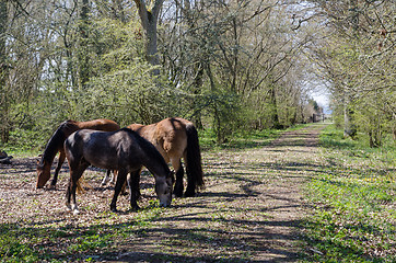 Image showing Group with grazing horses by spring season in a deciduous forest