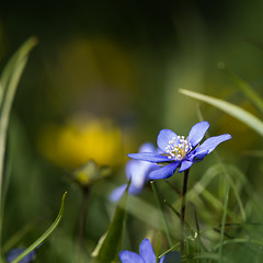 Image showing Sunlit Blue Anemone closeup