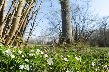 Image showing Beautiful springtime view from a swedish nature reserve