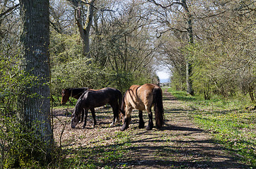 Image showing Grazing horses by spring season in a deciduous forest