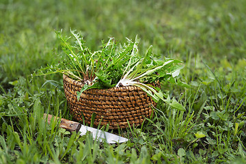 Image showing Dandelion