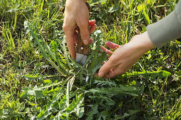 Image showing Dandelion