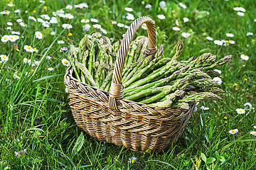 Image showing Asparagus