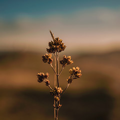 Image showing Wild flower