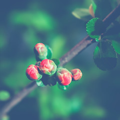 Image showing Floral Blurred Background Of Quince Blossom Close-up