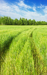 Image showing Wheel Tracks On The Barley Field In The Countryside