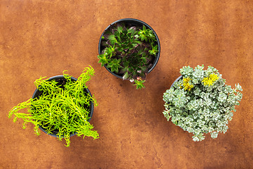 Image showing Three succulent plants on leather background