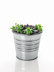 Image showing Hens and chicks succulent plant in a metal pot