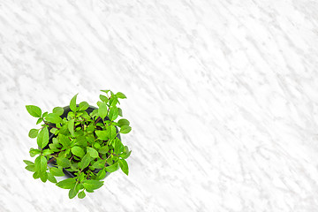 Image showing Basil in a white pot on marble background