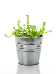 Image showing Sedum succulent plant in a metal pot