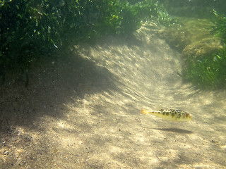 Image showing Underwater little spotted fish in the ocean shallows